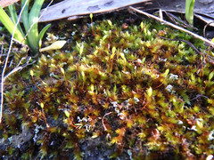 Sematophyllaceae
