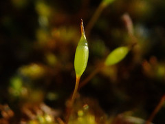 Sematophyllaceae