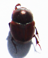 Caccobius ferrugineus