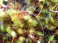 Sematophyllaceae