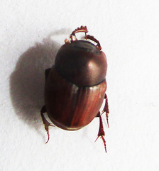 Caccobius ferrugineus