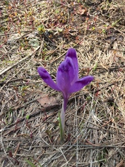 Crocus heuffelianus