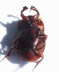 Caccobius ferrugineus