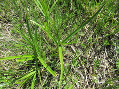 Scirpus orientalis