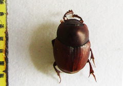 Caccobius ferrugineus