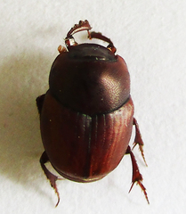 Caccobius ferrugineus