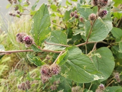 Arctium lappa