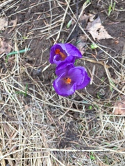 Crocus heuffelianus