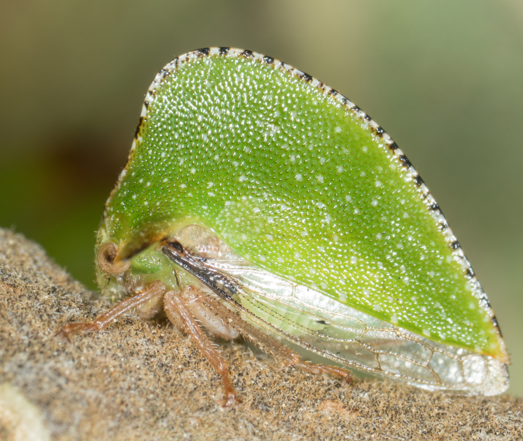 Keeled Tree Hopper