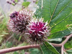 Arctium lappa