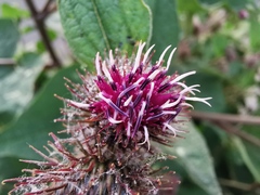 Arctium lappa