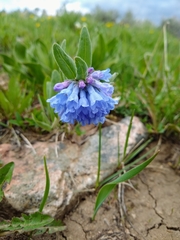 Mertensia oblongifolia