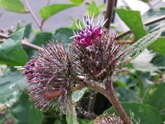 Arctium lappa