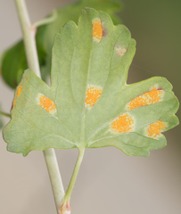 Cronartium ribicola