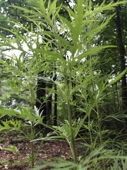 Eupatorium × pinnatifidum
