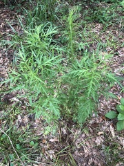 Eupatorium × pinnatifidum