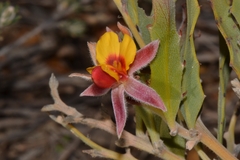 Jacksonia floribunda