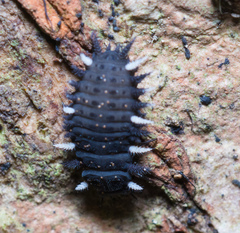 Eumorphus quadriguttatus