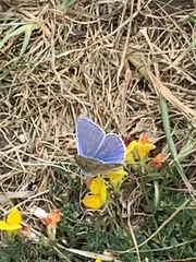Polyommatus icarus