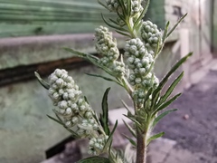 Artemisia vulgaris