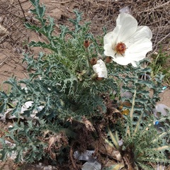 Argemone platyceras
