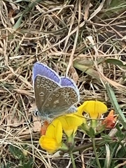 Polyommatus icarus