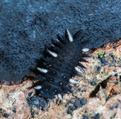 Eumorphus quadriguttatus