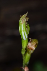 Pterostylis rubescens