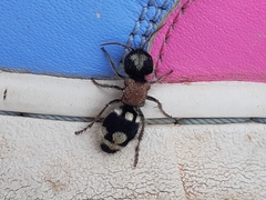Ronisia barbarula