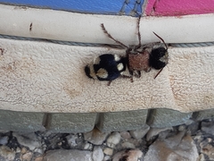 Ronisia barbarula