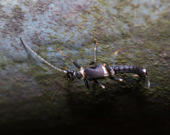 Nannopygia nigriceps