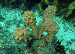 Pyura spinifera