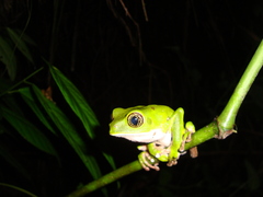 Phyllomedusa trinitatis