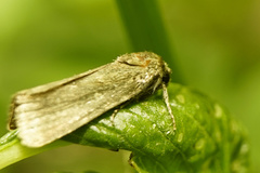 Spodoptera cilium