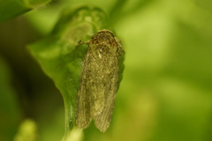 Spodoptera cilium