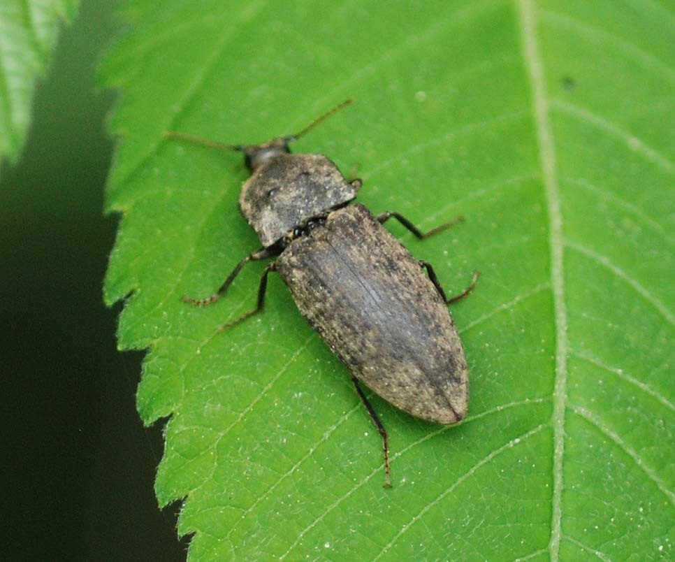 Agrypnus binodulus