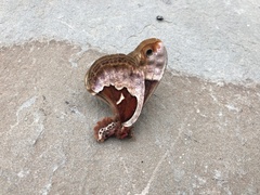 Callosamia angulifera