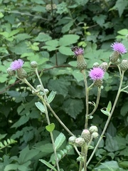 Cirsium arvense