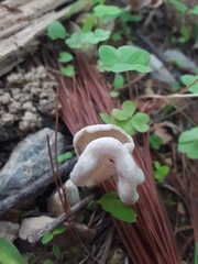 Helvella compressa