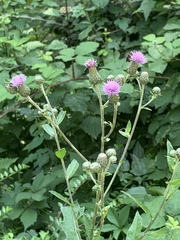 Cirsium arvense