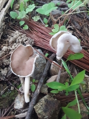 Helvella compressa