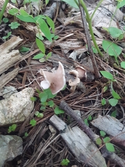 Helvella compressa