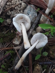 Helvella compressa