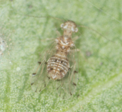 Ectopsocus californicus