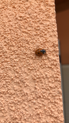 Coccinella septempunctata