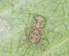 Ectopsocus californicus