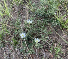 Stellaria dichotoma