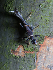 Nannopygia nigriceps