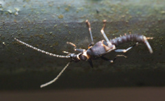 Nannopygia nigriceps