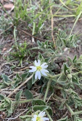 Stellaria dichotoma